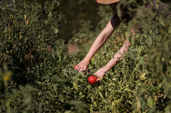 Agricultora irreconhecível recolhendo tomates maduros no jardim no dia ensolarado no campo — Fotografia de Stock
