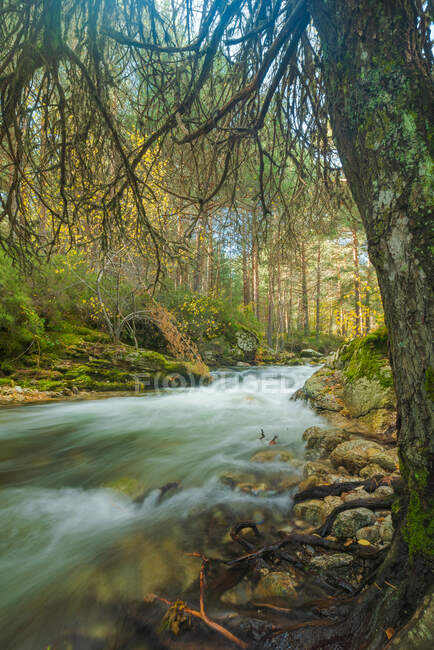Schneller Fluss fließt auf Geröll in bemoosten Wäldern im Hochland an sonnigen Tagen in Langzeitbelichtung am Fluss Lozoya im Guadarrama-Nationalpark — Stockfoto