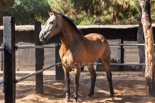 Cavallo di castagno che pascola su un terreno sabbioso di recinto in ranch nella giornata di sole in estate — Foto stock