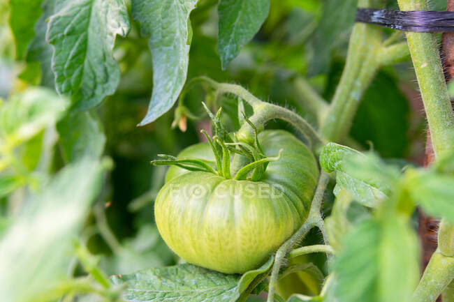 Gros plan de tomates vertes non mûres poussant sur une plantation luxuriante dans la campagne en été — Photo de stock