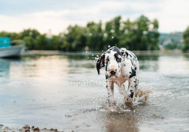 Obediente Gran perro danés paseando en el agua del río con barco cerca de la orilla de la arena y árboles verdes en la noche de verano - foto de stock
