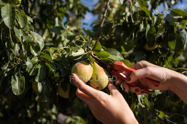 Кукурудза невизначена фермерка з обрізаними ножицями, що збирають свіжі груші з дерева в літньому саду в сезон збору врожаю — стокове фото