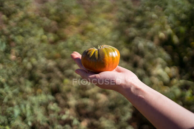 Unerkennbare Bäuerin sammelt an sonnigem Tag im Grünen reife Tomaten im Garten — Stockfoto