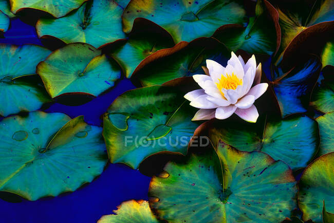 Water white lily over water — Stock Photo