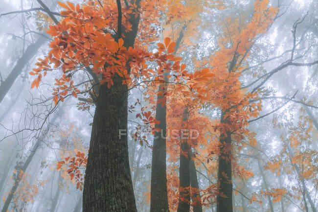 Da sotto di alberi con fogliame arancione vivo che cresce in boschi durante giorno nebbioso in autunno — Foto stock