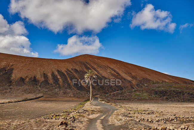 Palmera tropical creciendo sobre arena cerca del camino y colina seca contra el cielo azul nublado en verano en Fuerteventura, España - foto de stock