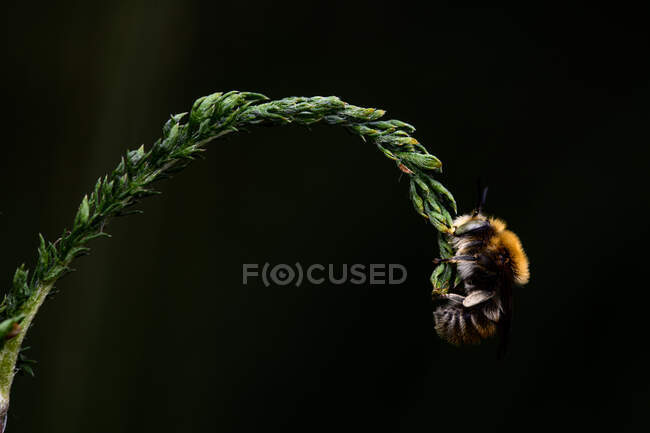 Anthophora bimaculata agarrado con las mandíbulas a una hierba fina, Luz oscura - foto de stock