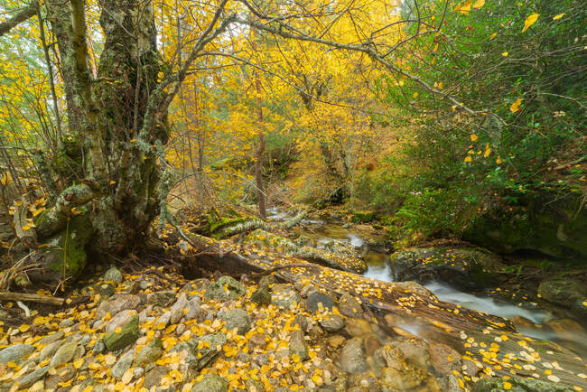 Сценический вид спокойной реки, протекающей через лес в облачный день осенью — стоковое фото