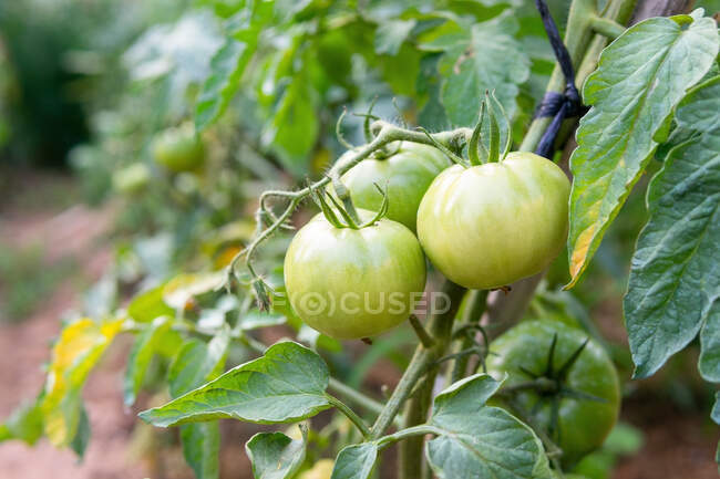 Gros plan de tomates vertes poussant sur une plantation luxuriante dans la campagne en été — Photo de stock