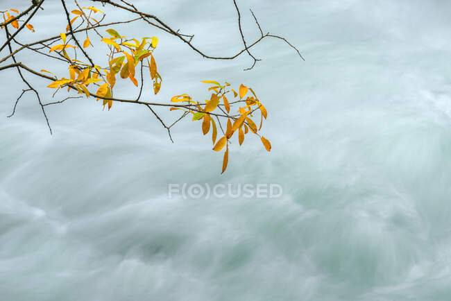 Dall'alto di ramoscelli di albero ondulato con foglie secche sul fiume con flussi di acqua schiumosa in autunno a Lozoya, Madrid, Spagna — Foto stock