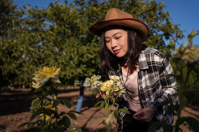 Mujer agricultora sonriente disfrutando del aroma de las rosas amarillas aromáticas que crecen en el jardín en el campo en verano - foto de stock