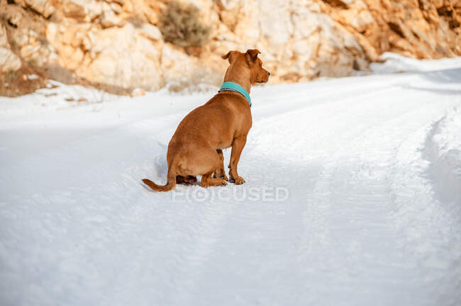 Perro marrón en collar de pie en el campo cubierto de nieve mientras mira hacia otro lado en invierno - foto de stock
