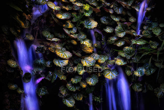 Flusswasser sickert durch die Blätter einer Pflanze — Stockfoto