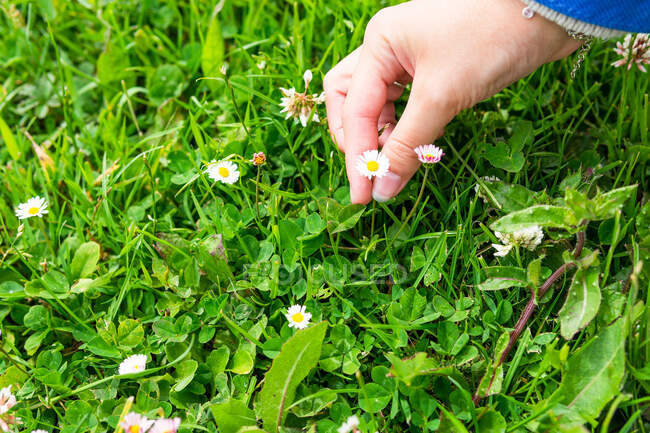 Зверху врожаю невизначена жінка, яка торкається цвітіння ніжних квітів, що ростуть на зеленому лузі влітку — стокове фото