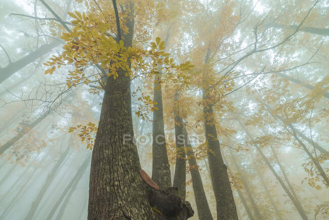 Da sotto di alberi con fogliame giallo vivo che cresce in boschi durante giorno nebbioso in autunno — Foto stock