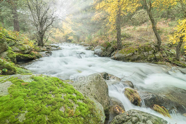 Rapid river flowing on boulders in mossy woods in highlands on sunny day in long exposure at Lozoya river in Guadarrama National Park — Stock Photo
