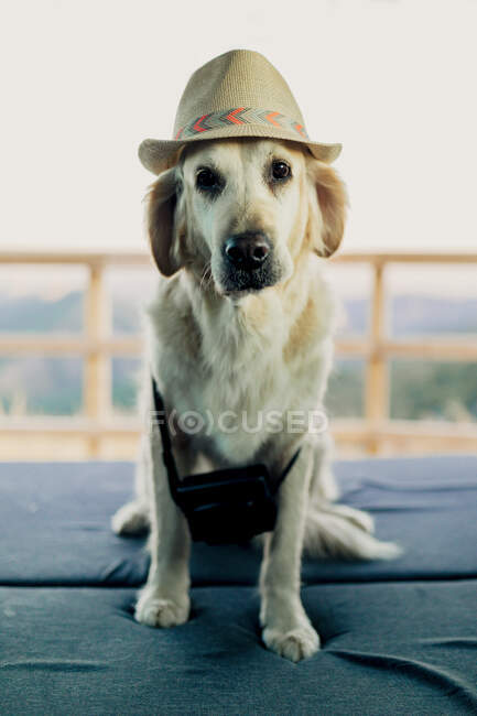 Obedient Golden Retriever dog in hat sitting on mattress inside caravan during road trip in nature — Stock Photo
