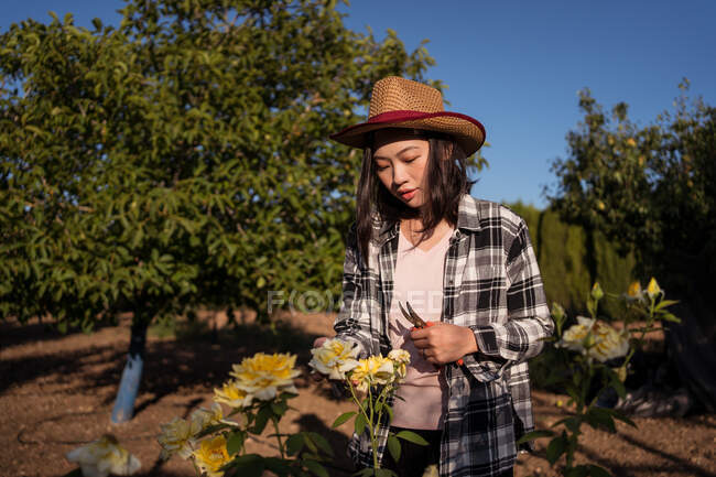 Agricultora étnica disfrutando del aroma de las rosas amarillas aromáticas que crecen en el jardín en el campo en verano - foto de stock