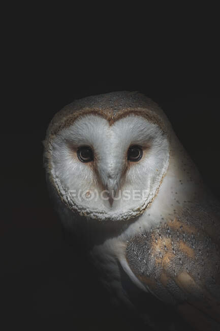 Barn owl con pico puntiagudo y plumaje ornamental mirando a la cámara sobre fondo negro - foto de stock