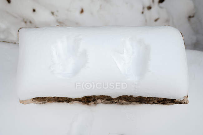De cima de impressões de mãos na neve branca no pedaço de madeira na floresta no inverno — Fotografia de Stock