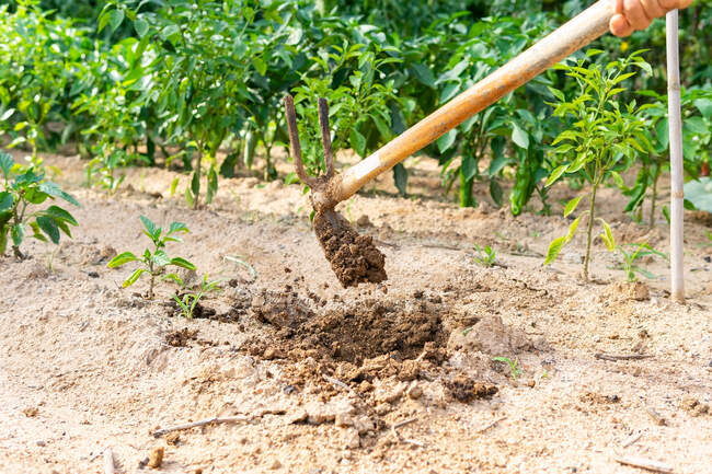 Faceless crop farmer loosening soil with hoe while working in garden in countryside — Stock Photo
