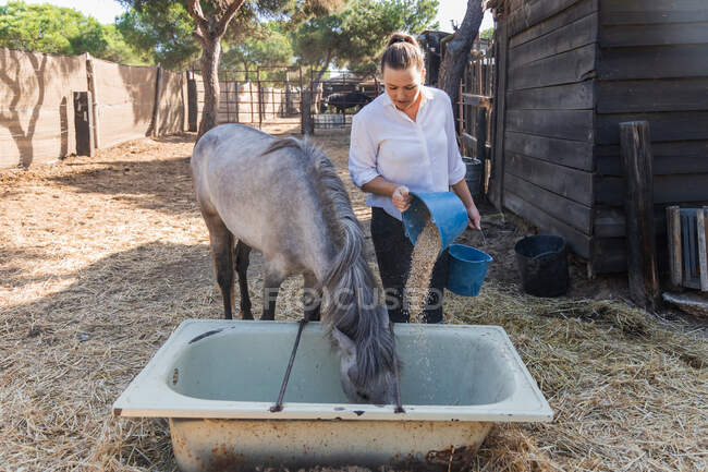 Agricultora vertiendo maíz fresco en la bañera y alimentando al caballo gris manzana en el paddock en un día soleado - foto de stock