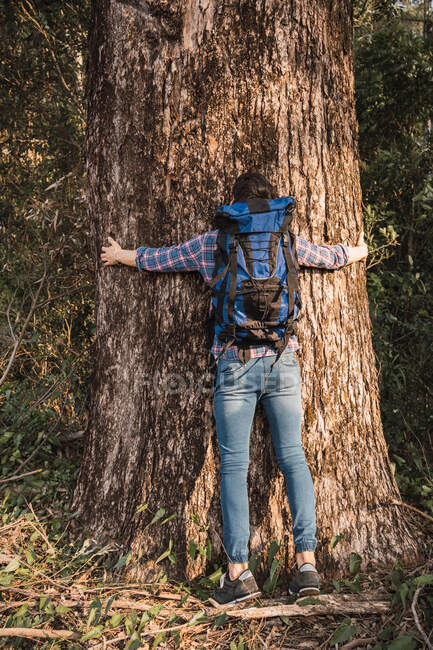 Blick zurück: anonymer männlicher Wanderer mit Rucksack umarmt riesigen Baumstamm beim Trekking im Wald an sonnigen Tagen — Stockfoto