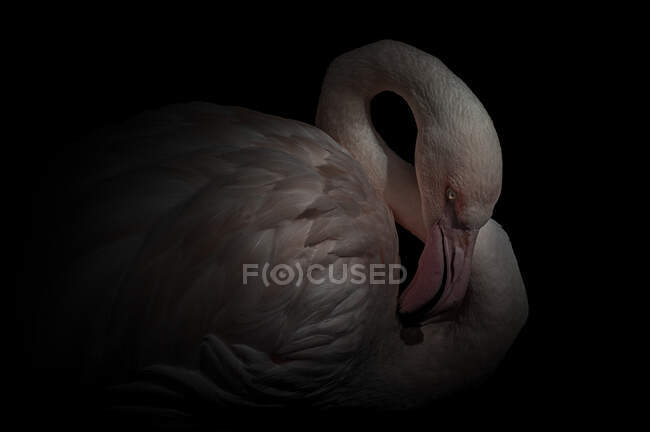 Fenicottero cileno di grandi dimensioni con piumaggio leggero e lingua fuori leccare il collo nel buio — Foto stock