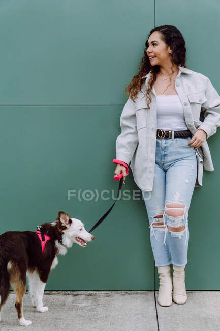Cultivar proprietário feminino irreconhecível agachando perto da parede com adorável fofo Border Collie cão na trela durante passeio na rua da cidade — Fotografia de Stock