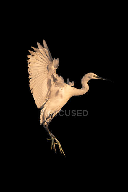 Large sized great heron with pointed beak and white plumage soaring on black background — Stock Photo