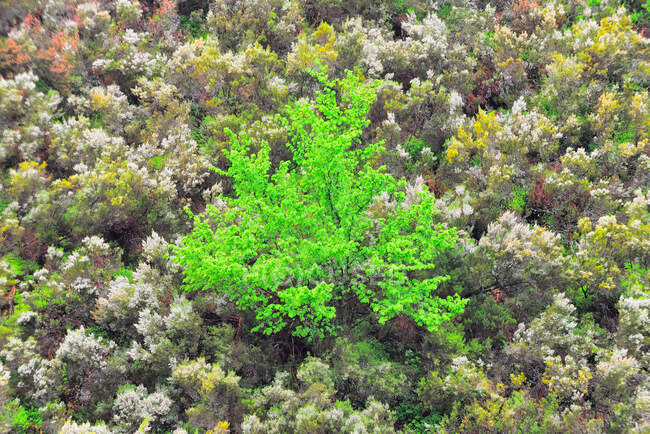 Du haut de l'arbre vert sur la nature — Photo de stock