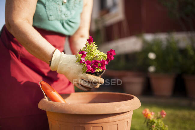 Anonyme femme mûre jardinier, transfère une plante dans un grand pot de fleurs dans son jardin à la maison — Photo de stock
