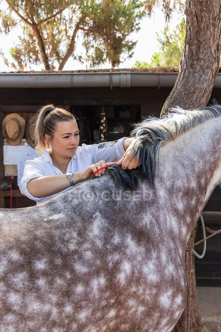 Reiterin schneidet sanft Fell auf Rücken von Schimmel auf Bauernhof im Sommer — Stockfoto