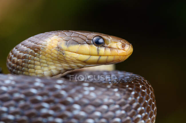 Retrato de serpente de Aesculapian (Zamenis longissimus) — Fotografia de Stock