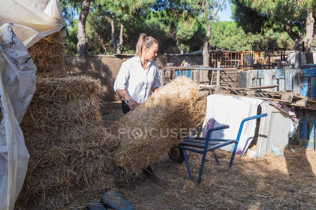 Occupato agricoltore femminile mettere pila di fieno su carriola in metallo mentre si lavora sul ranch in estate — Foto stock