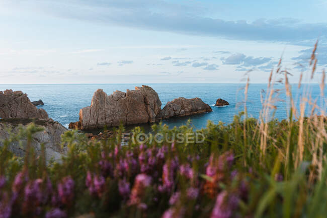 Increíble paisaje de costa con islotes rocosos bañados por tranquilas aguas azules cerca de la costa con flores florecientes en la tarde de verano en Liencres Cantabria España - foto de stock