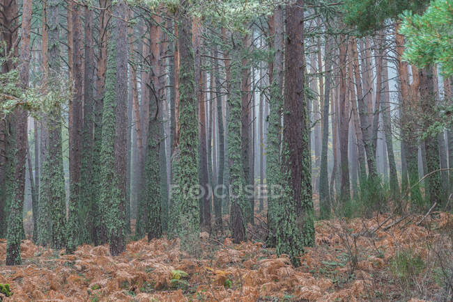 Amazing scenery of tall pine trees covered with moss growing in thick woodland on misty day in autumn — Stock Photo