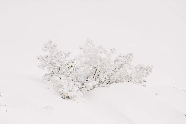 Szenische Ansicht von schrägen Bäumen mit Schnee auf Ästen, die auf dem Pico Aunamendi in den Pyrenäen in Navarra wachsen — Stockfoto