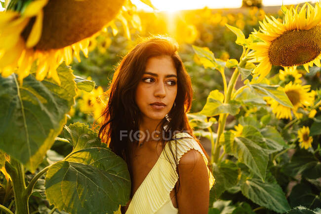 Anmutige junge hispanische Frau in stylischem gelben Kleid steht inmitten blühender Sonnenblumen auf einem Feld in sonnigem Sommertag und schaut weg — Stockfoto
