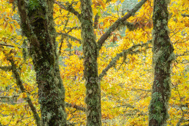 Arbres à troncs mousseux et feuillage jaune vif poussant dans les bois à l'automne — Photo de stock