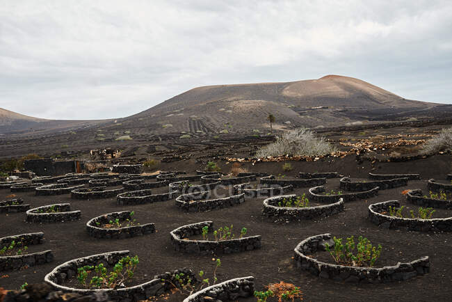 Arbustos e rochas localizados em solo seco perto da estrada e colinas no vale sem água no dia nublado em Fuerteventura, Espanha — Fotografia de Stock