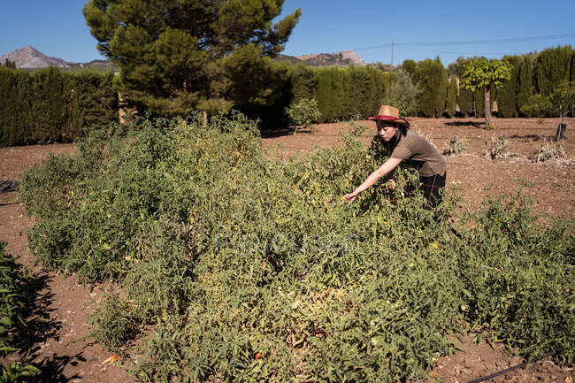Seitenansicht einer ethnischen Bäuerin, die an sonnigen Tagen im Grünen reife Tomaten im Garten sammelt — Stockfoto