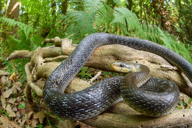 Ângulo largo da serpente Aesculapian (Zamenis longissimus) — Fotografia de Stock