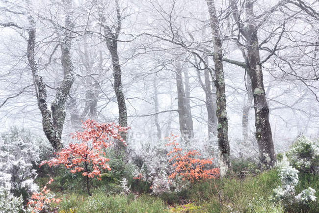 Frozen and foggy beech forest — Stock Photo