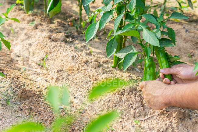 High angle of crop anonymous farmer collecting ripe green peppers on sunny day in countryside — Stock Photo
