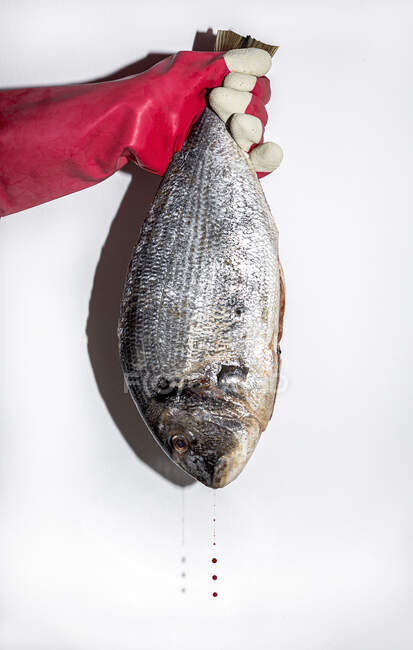 Colheita pessoa anônima em luva segurando peixe de sargo inteiro fresco não cozido contra fundo branco — Fotografia de Stock