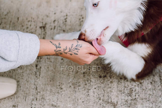 From above of cute fluffy Border Collie dog licking hand of crop anonymous female owner in city street — Stock Photo
