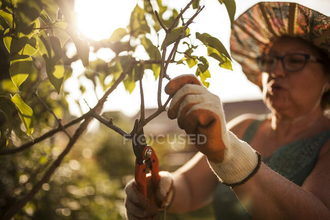 Seitenansicht einer reifen Gärtnerin, die die Äste eines Baumes in ihrem Garten im Licht der Dämmerung mit Gegenlicht beschneidet — Stockfoto
