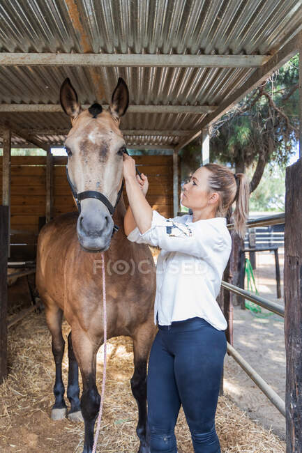 Side view of female equestrian putting bridle on muzzle of chestnut horse in stable on ranch — Stock Photo