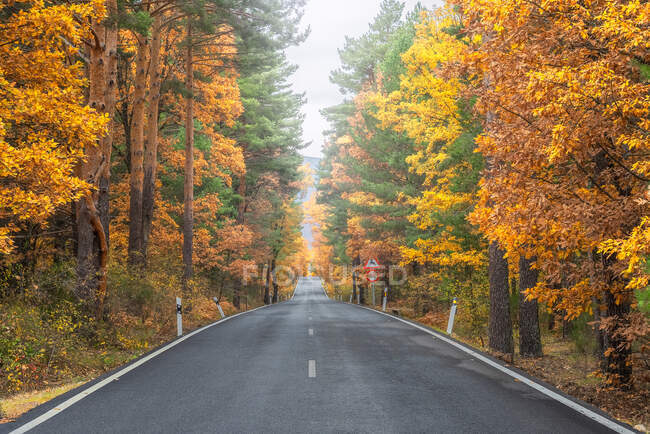 Estrada de asfalto sem fim que vai ao longo de madeiras exuberantes com árvores coloridas na temporada de outono — Fotografia de Stock